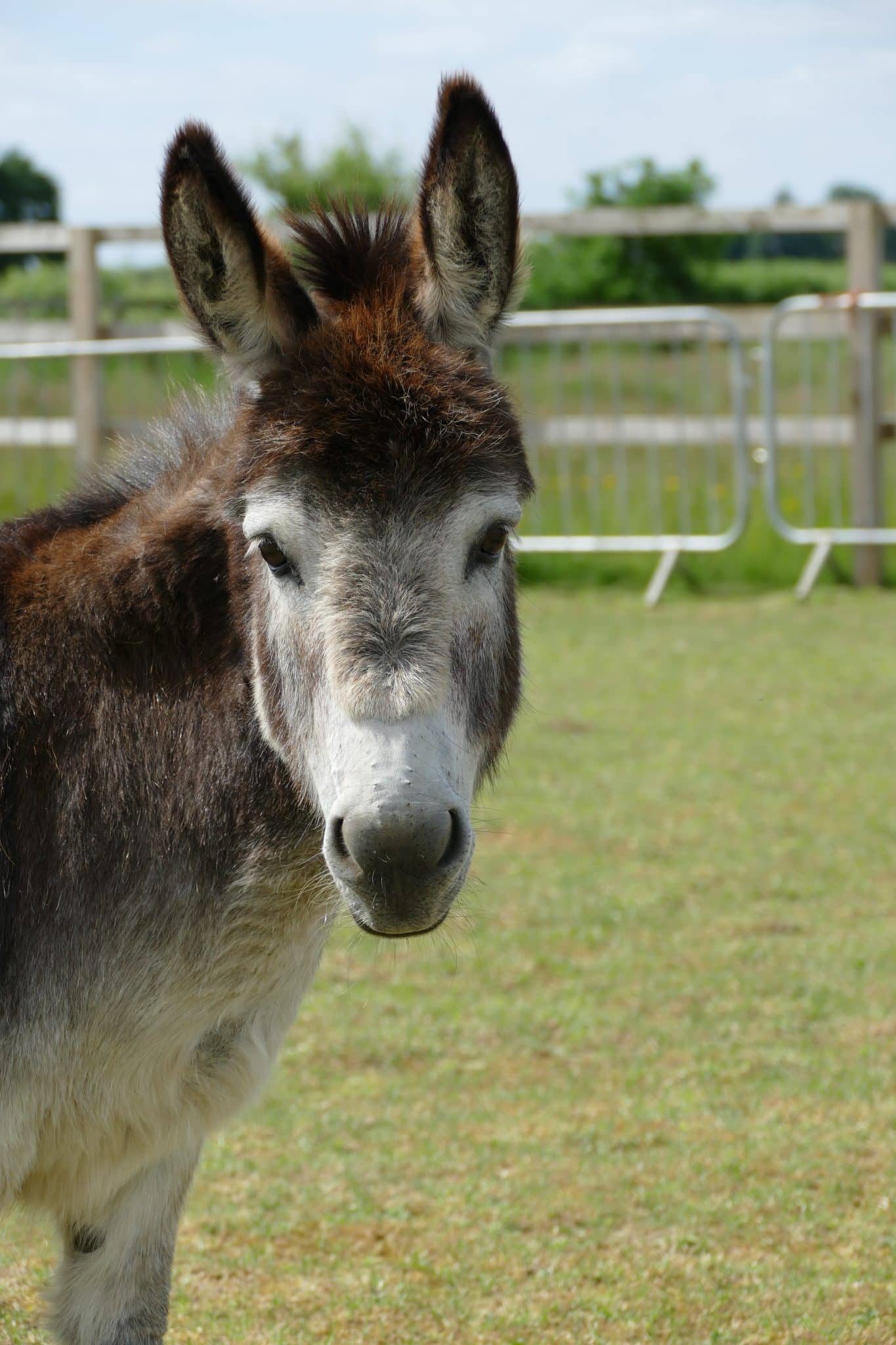 alice-wonkey-donkey-visitors-centre