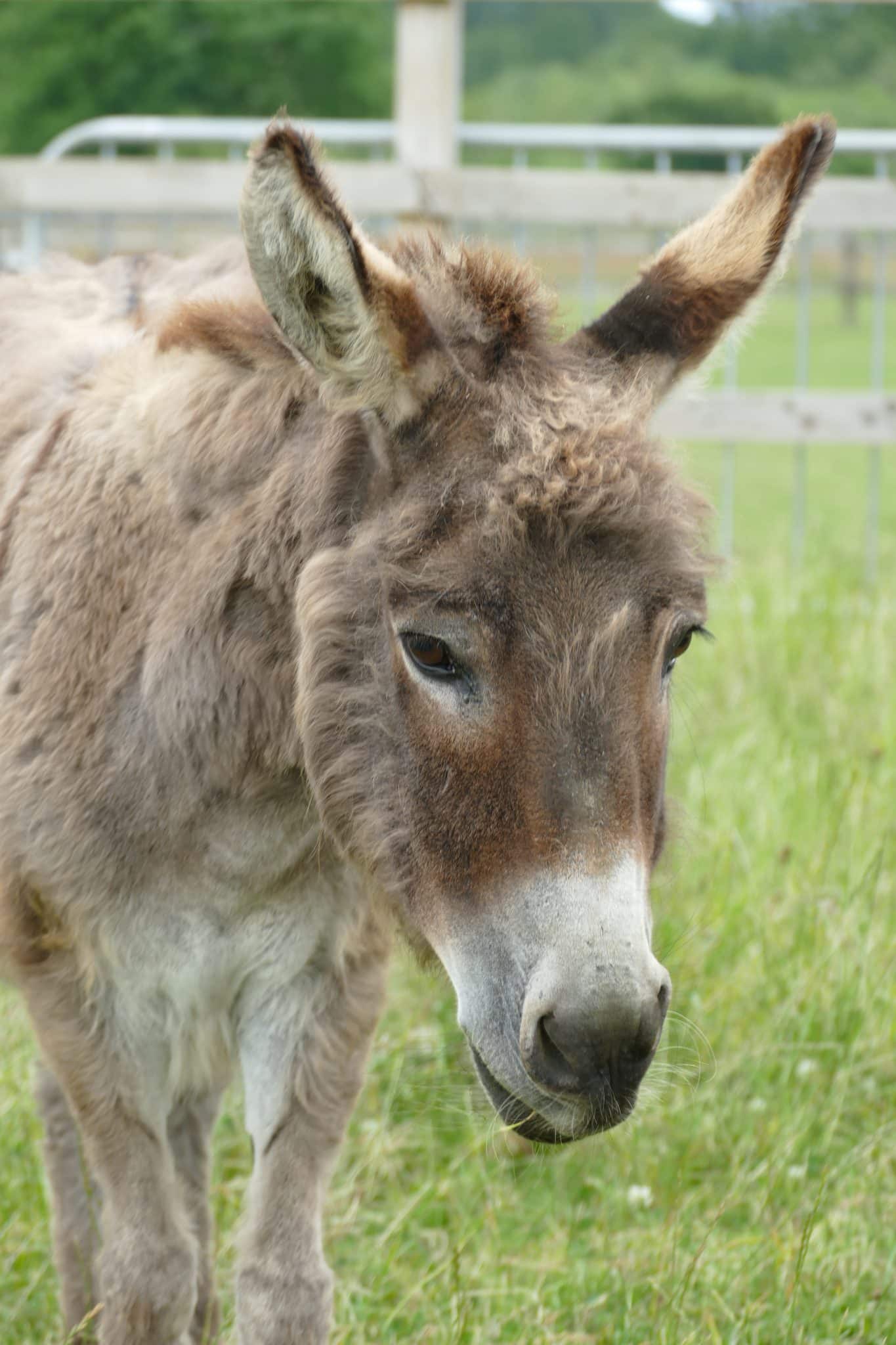 angel-wonkey-donkey-visitors-centre