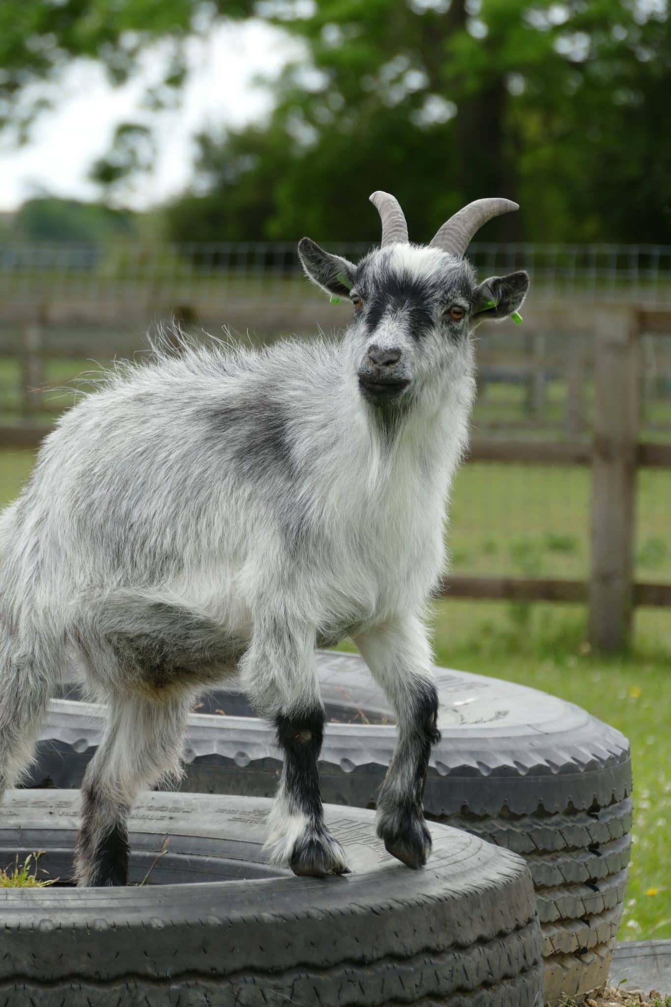 bailey-wonkey-donkey-visitors-centre