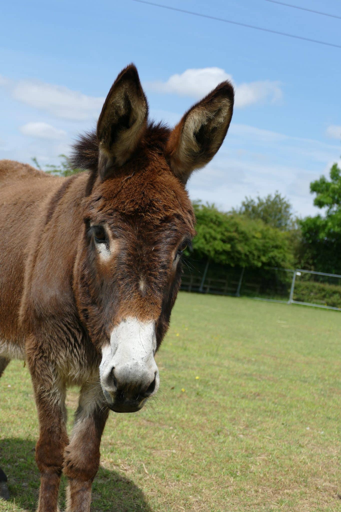 bonnie-wonkey-donkey-visitors-centre