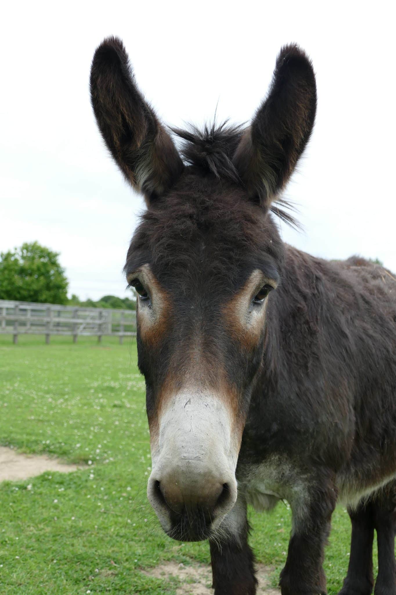brandy-wonkey-donkey-visitors-centre