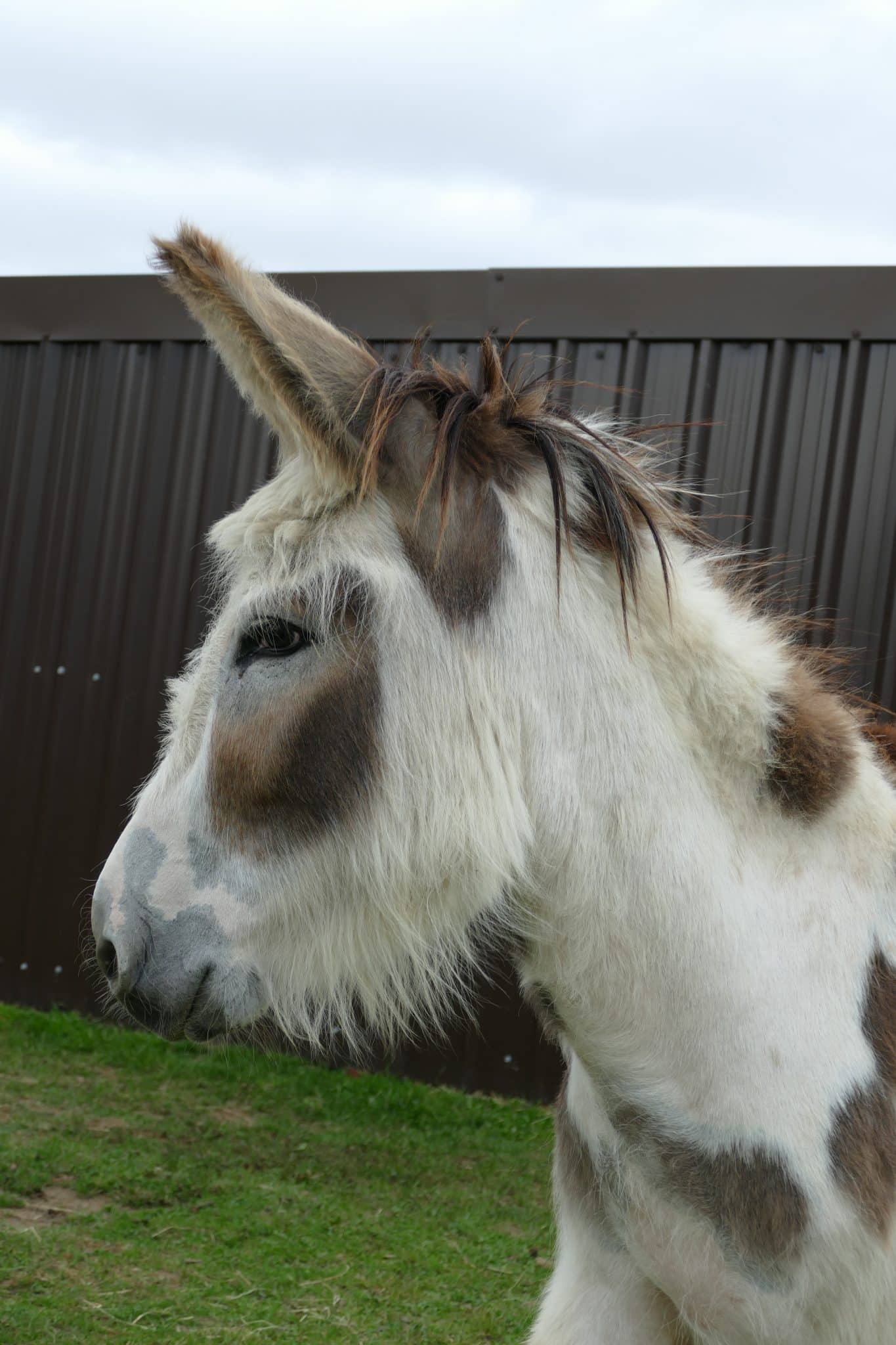 buttons-wonkey-donkey-visitors-centre