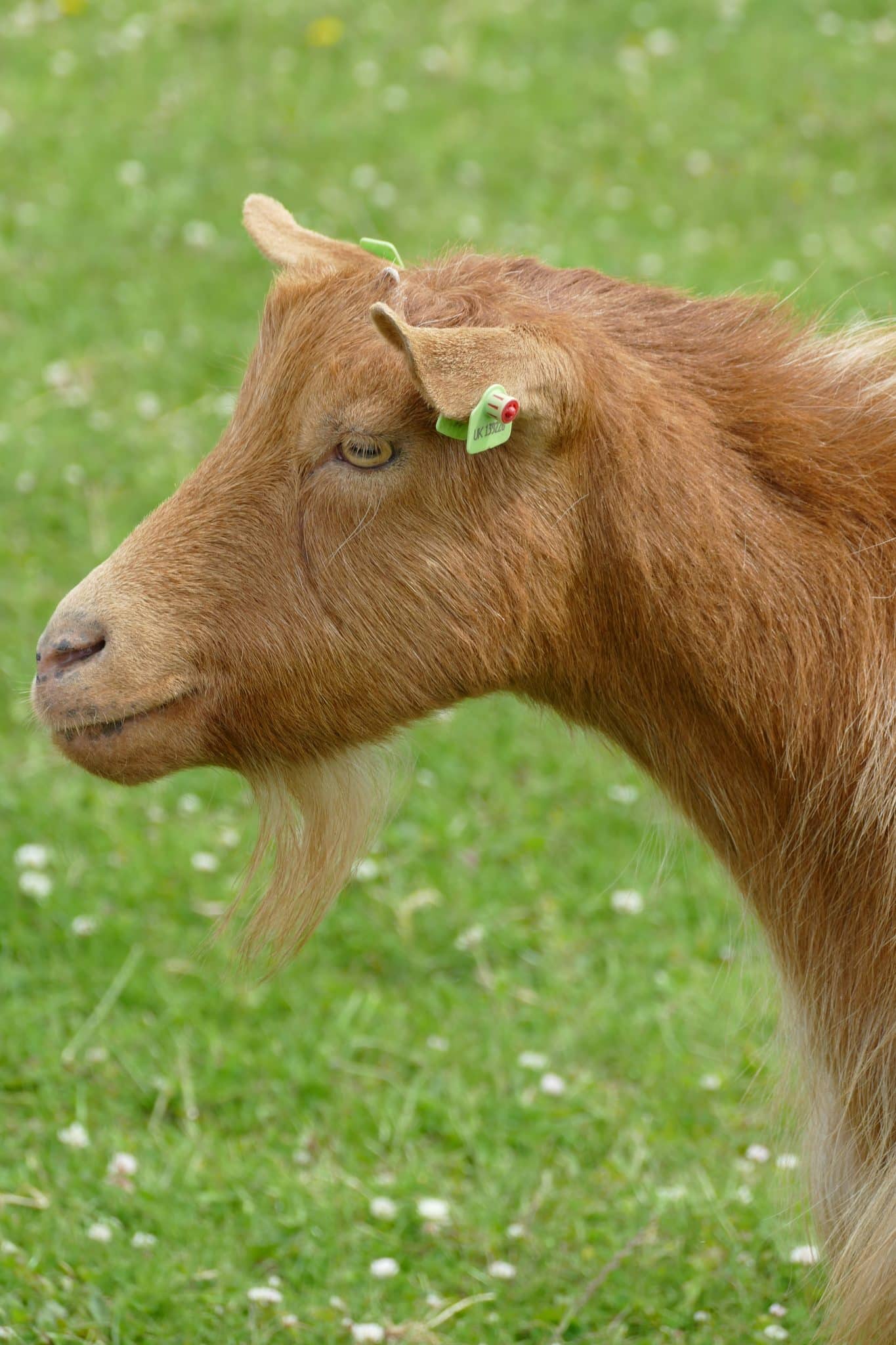 caramel-wonkey-donkey-visitors-centre