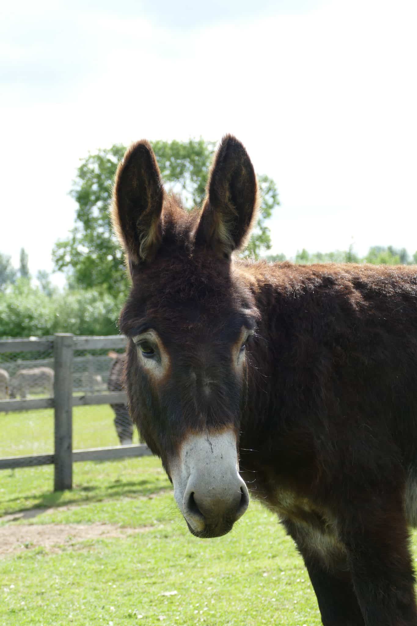 cocoa-wonkey-donkey-visitors-centre