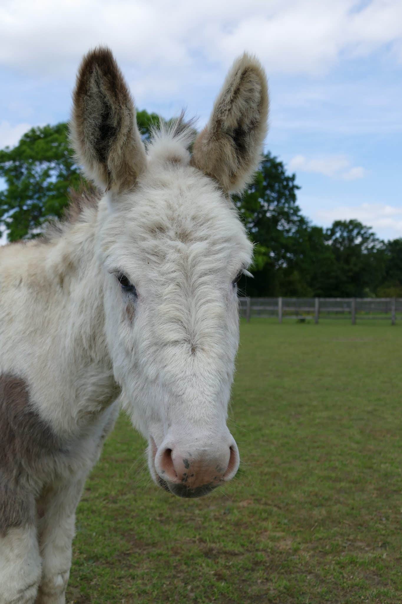 colin-wonkey-donkey-visitors-centre