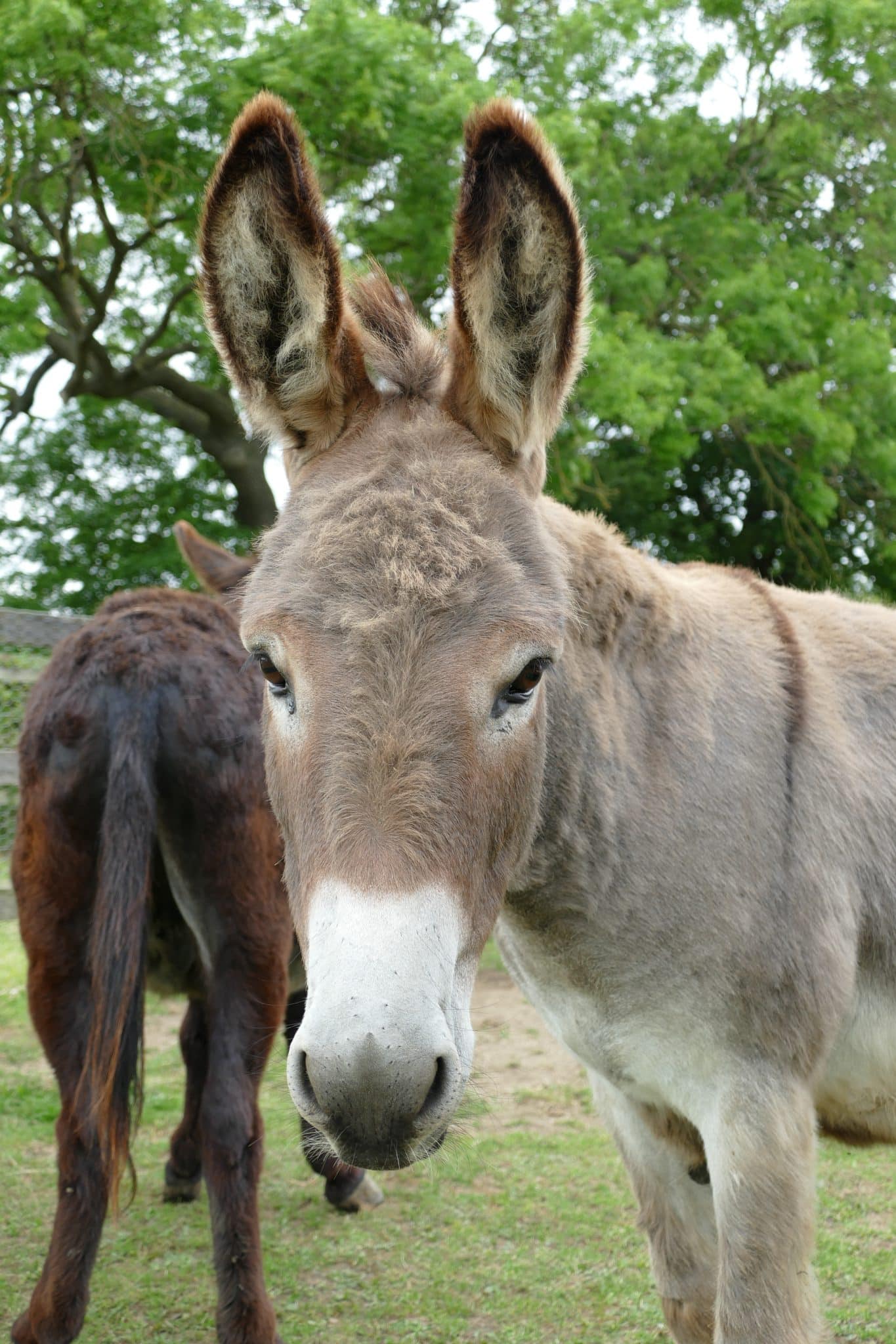 finn-wonkey-donkey-visitors-centre