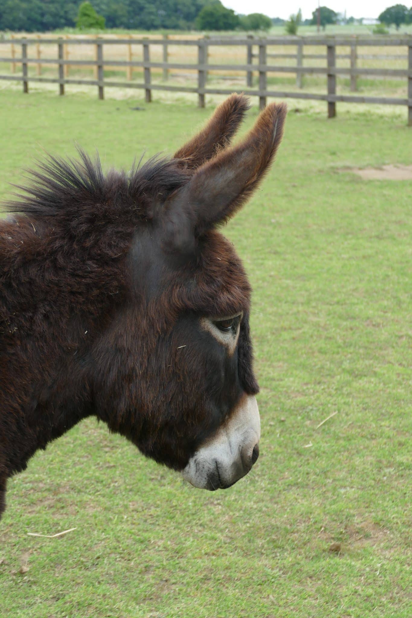 jack-wonkey-donkey-visitors-centre