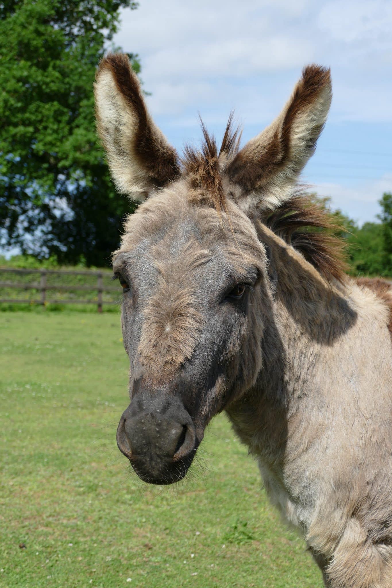 jacob-wonkey-donkey-visitors-centre