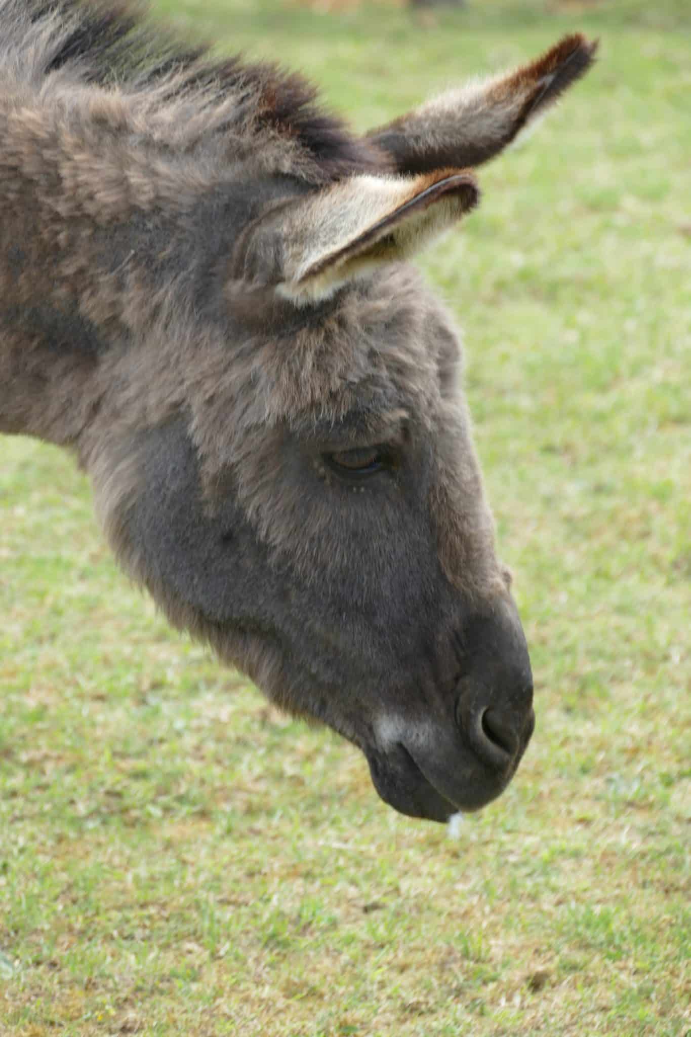 jessica-wonkey-donkey-visitors-centre
