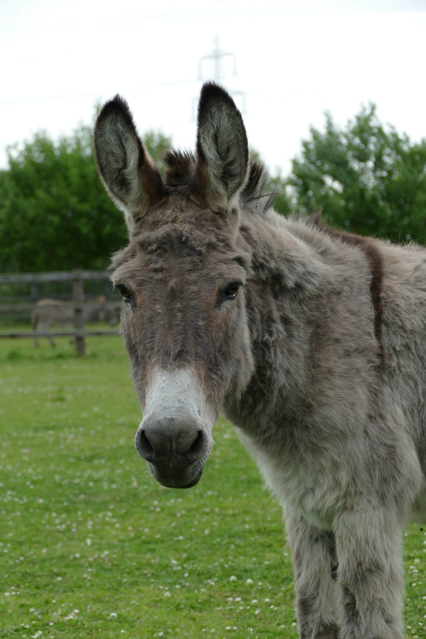 johnny-wonkey-donkey-visitors-centre