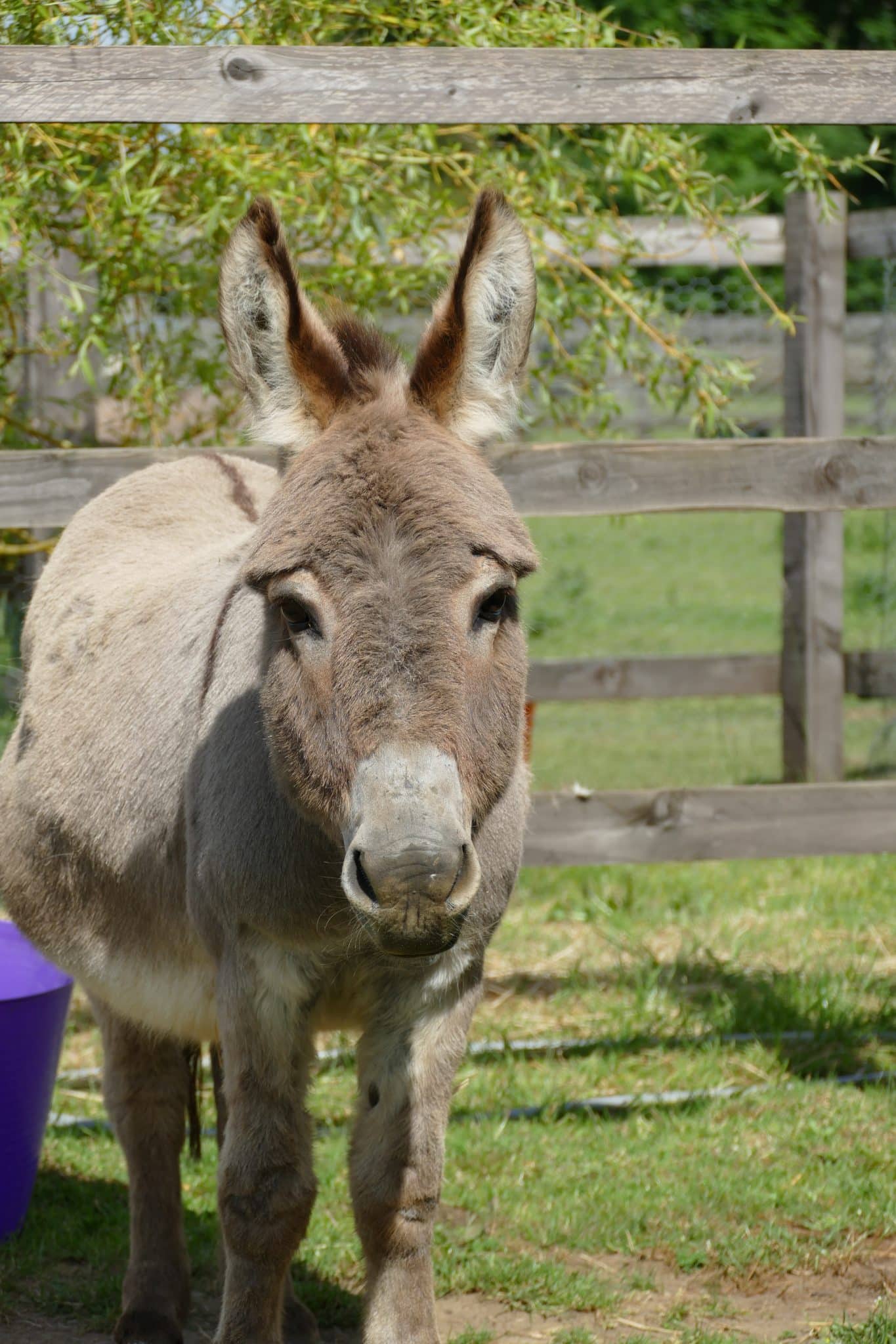 merlin-wonkey-donkey-visitors-centre