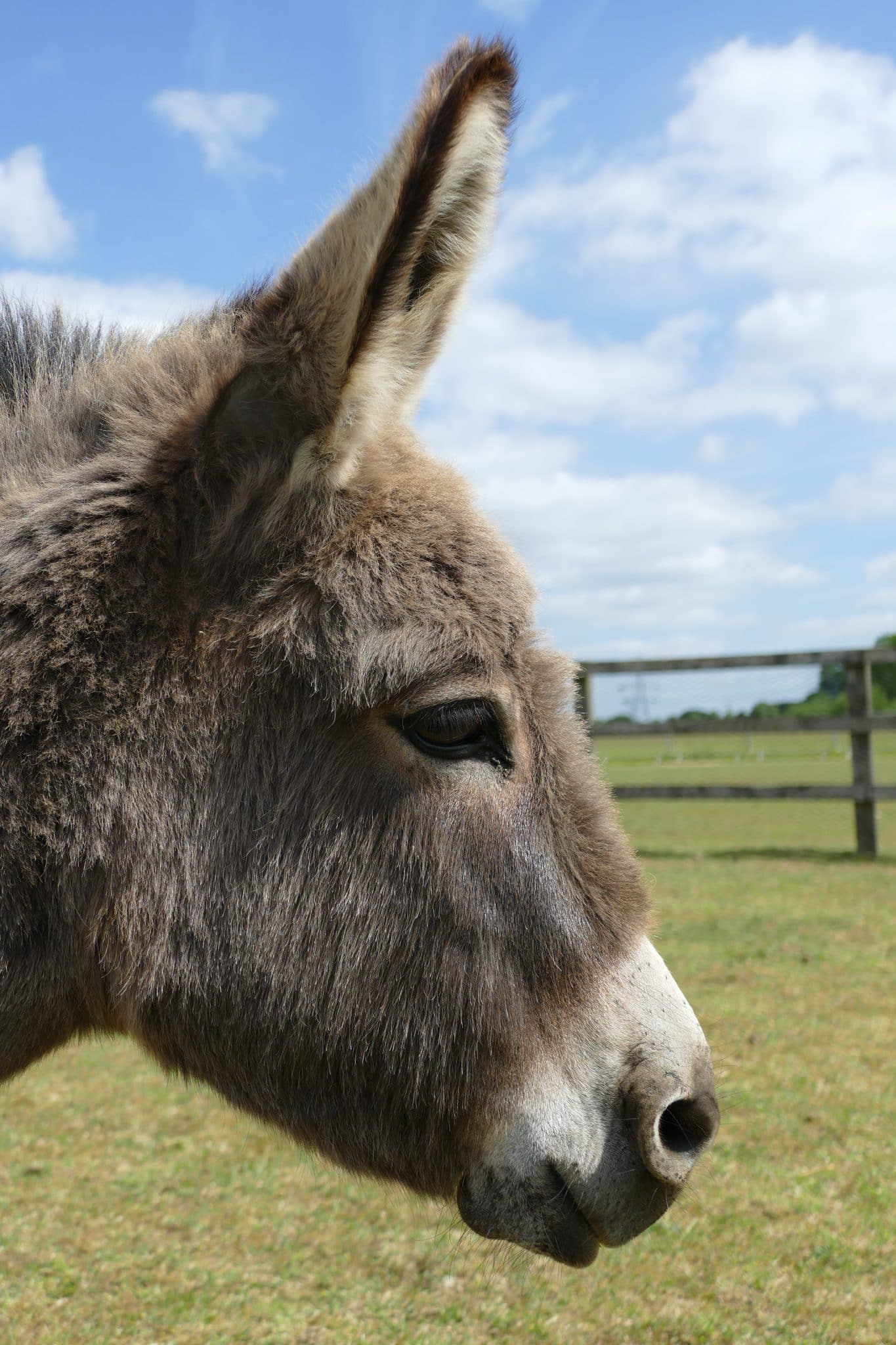 millie-wonkey-donkey-visitors-centre