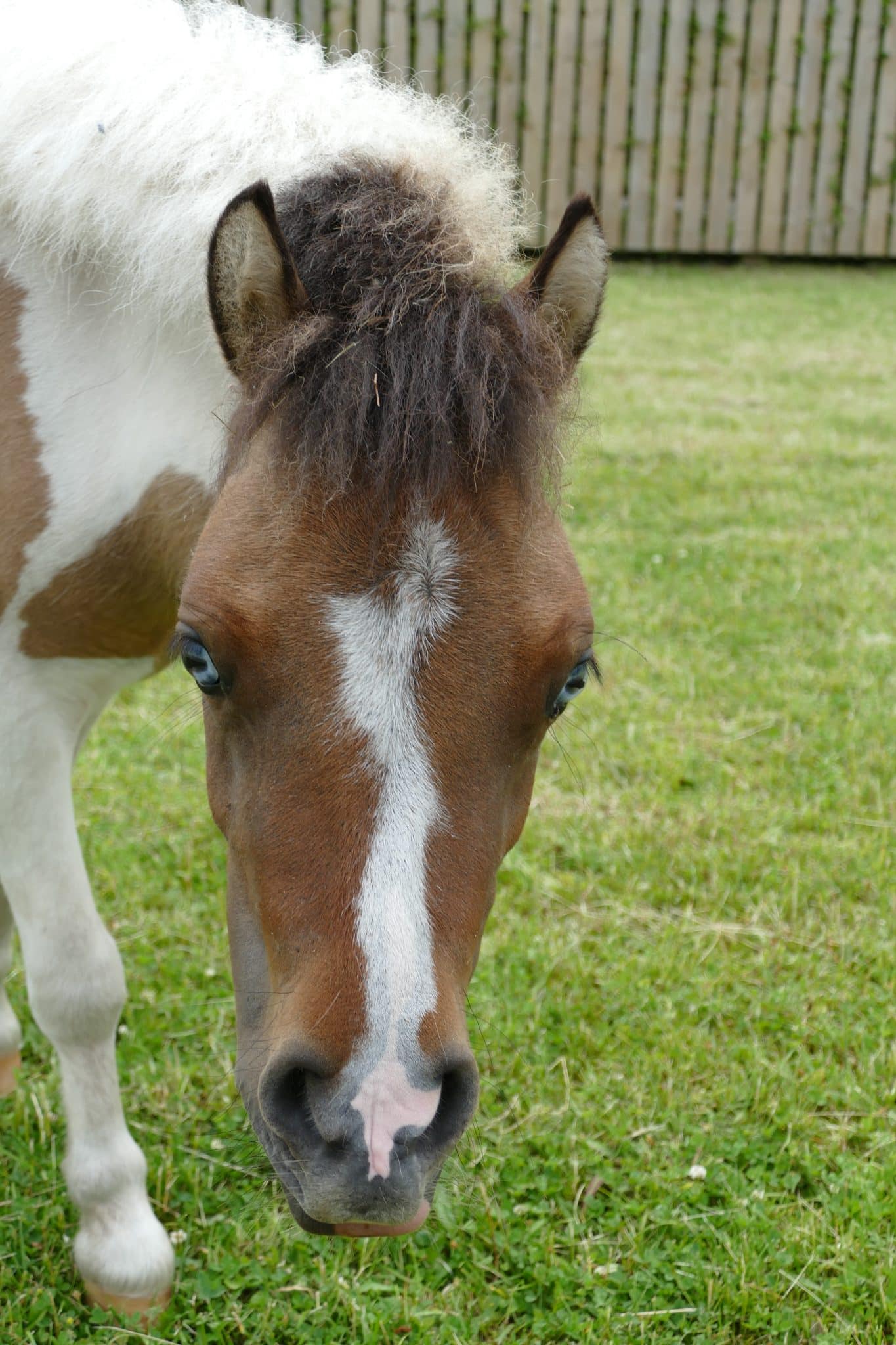 minnie-wonkey-donkey-visitors-centre