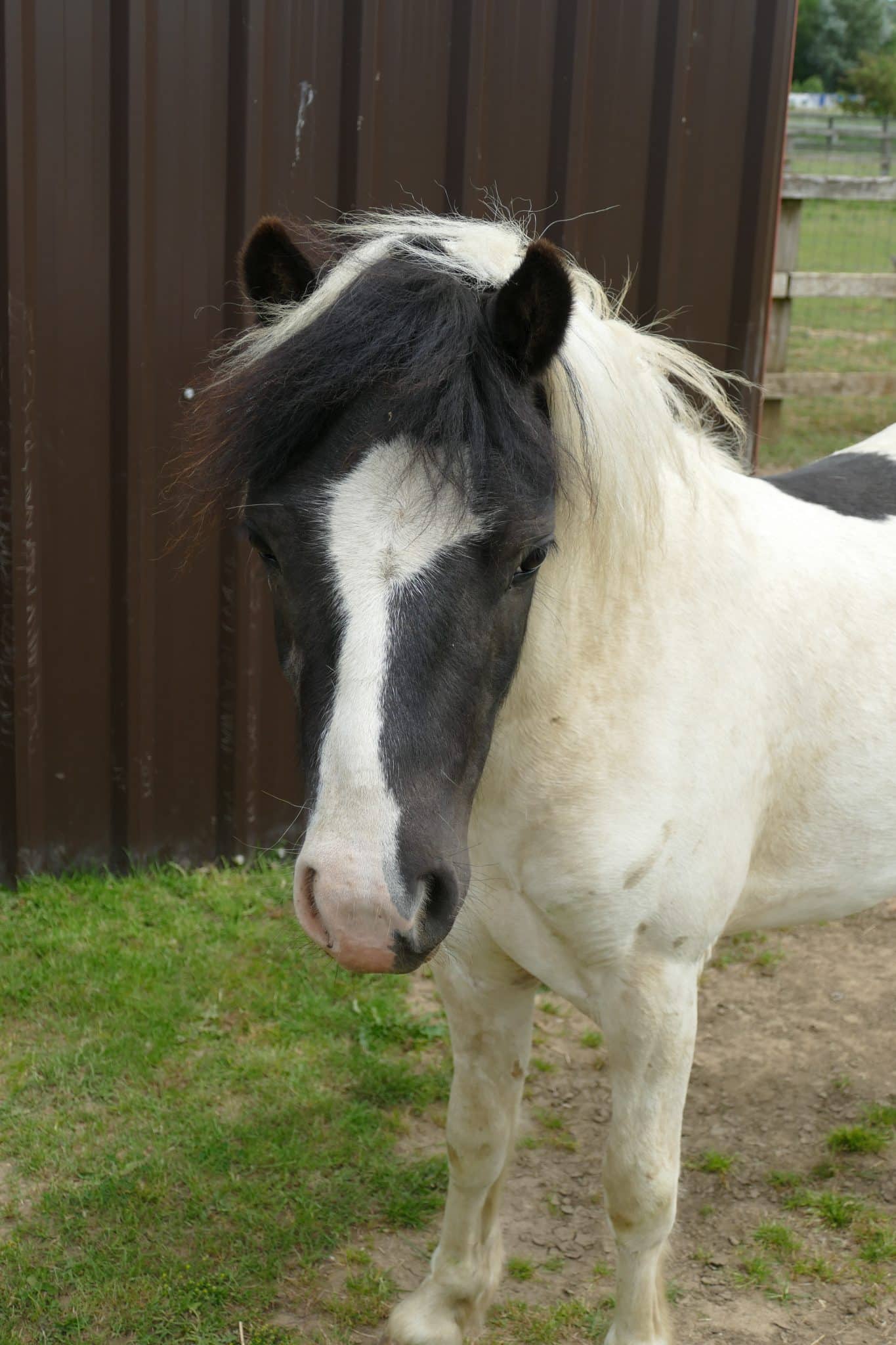 pie-wonkey-donkey-visitors-centre