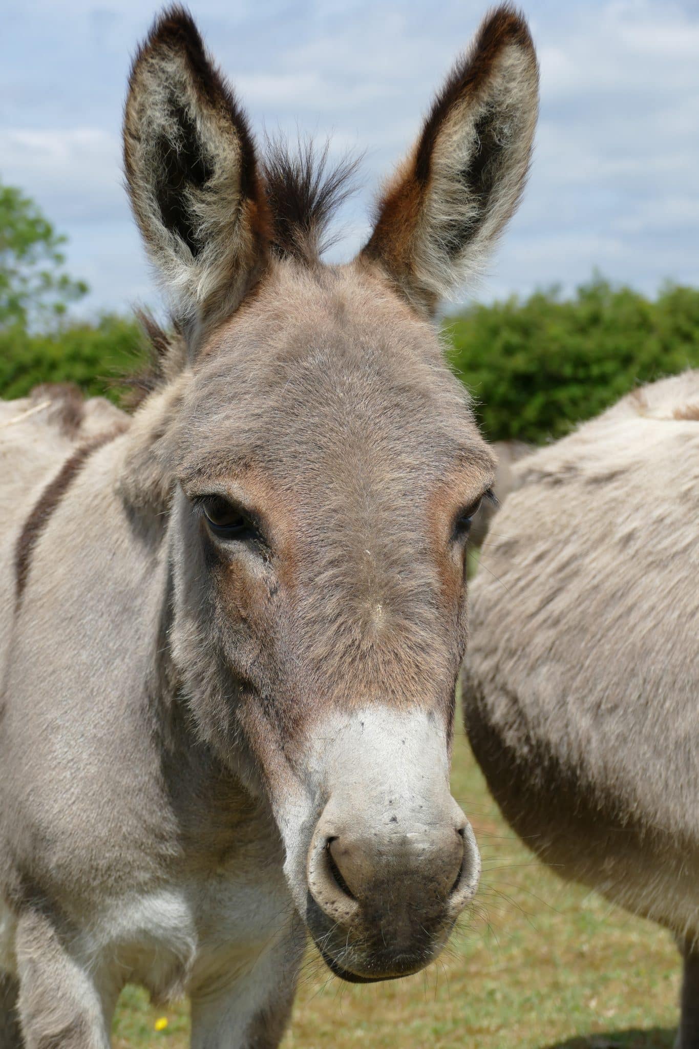poppy-wonkey-donkey-visitors-centre
