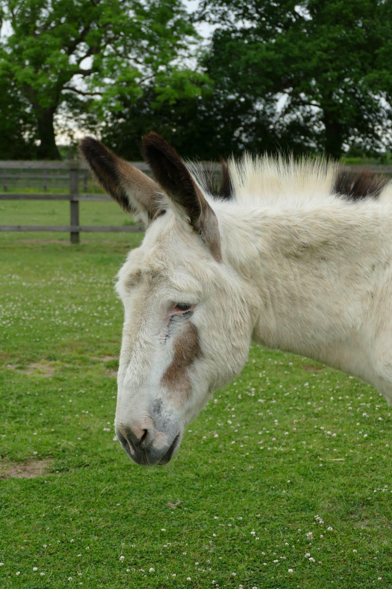 robbie-wonkey-donkey-visitors-centre