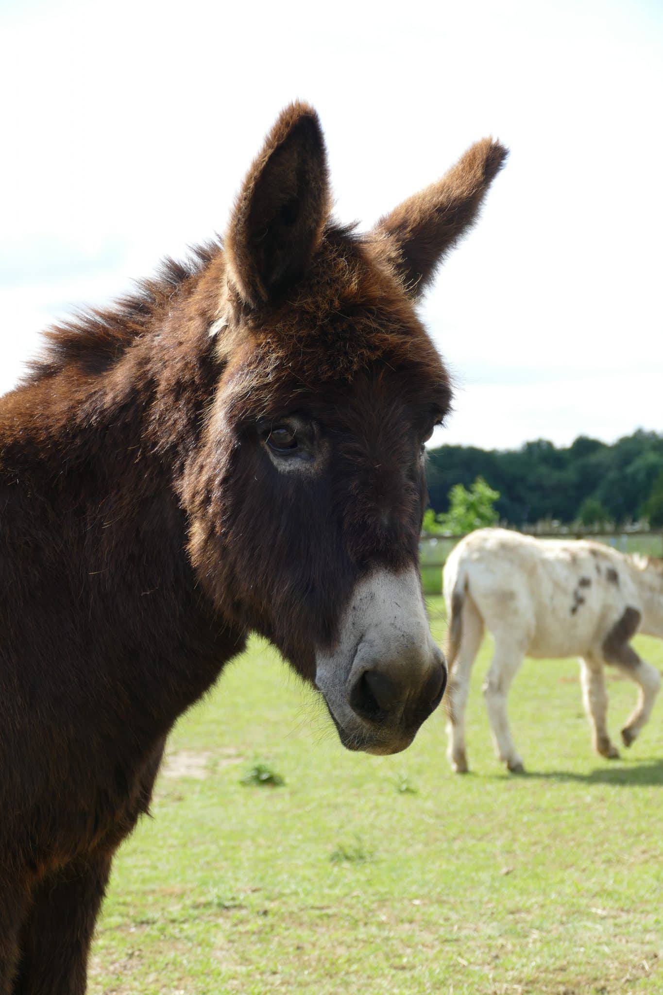 rolo-wonkey-donkey-visitors-centre