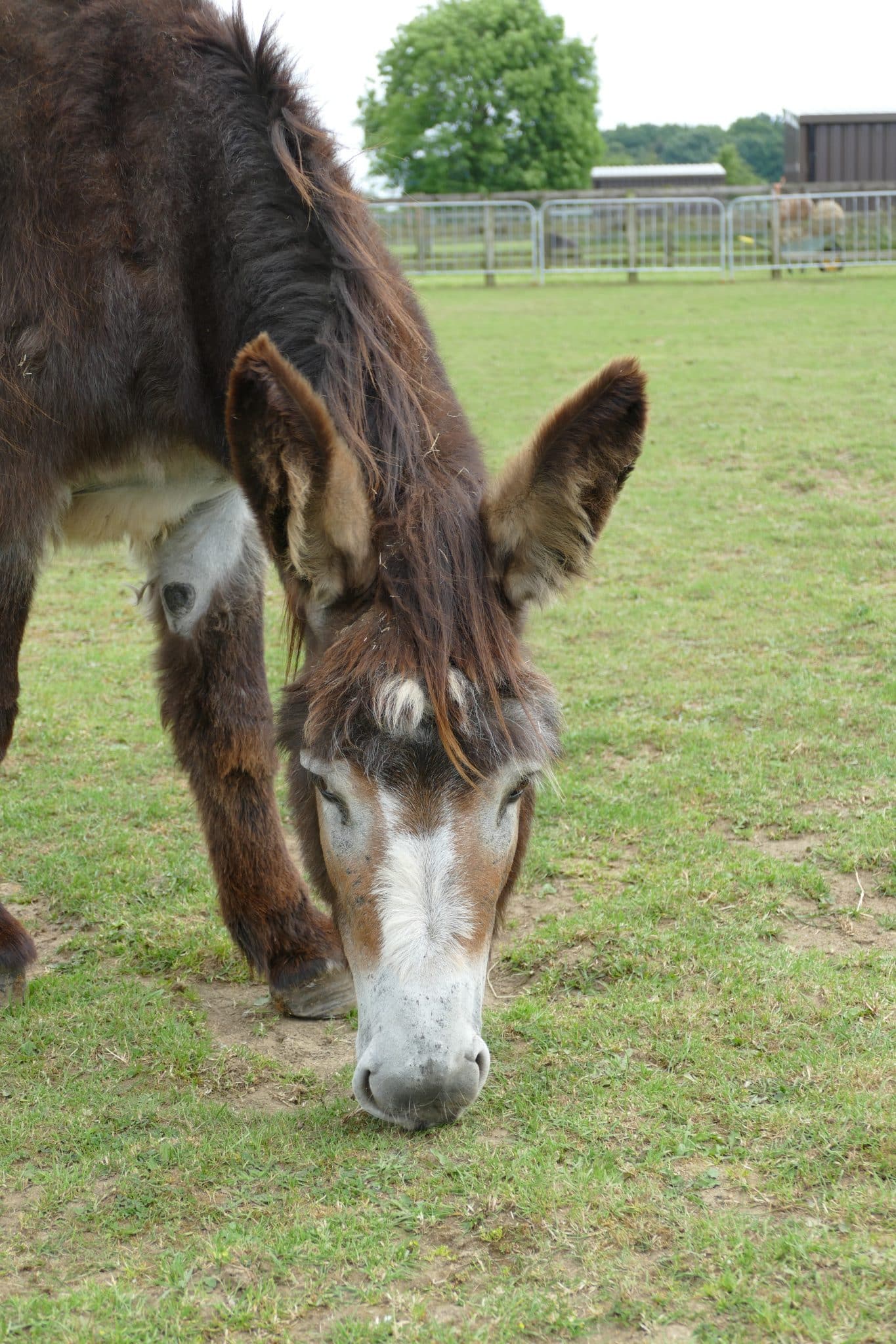 rosie-wonkey-donkey-visitors-centre