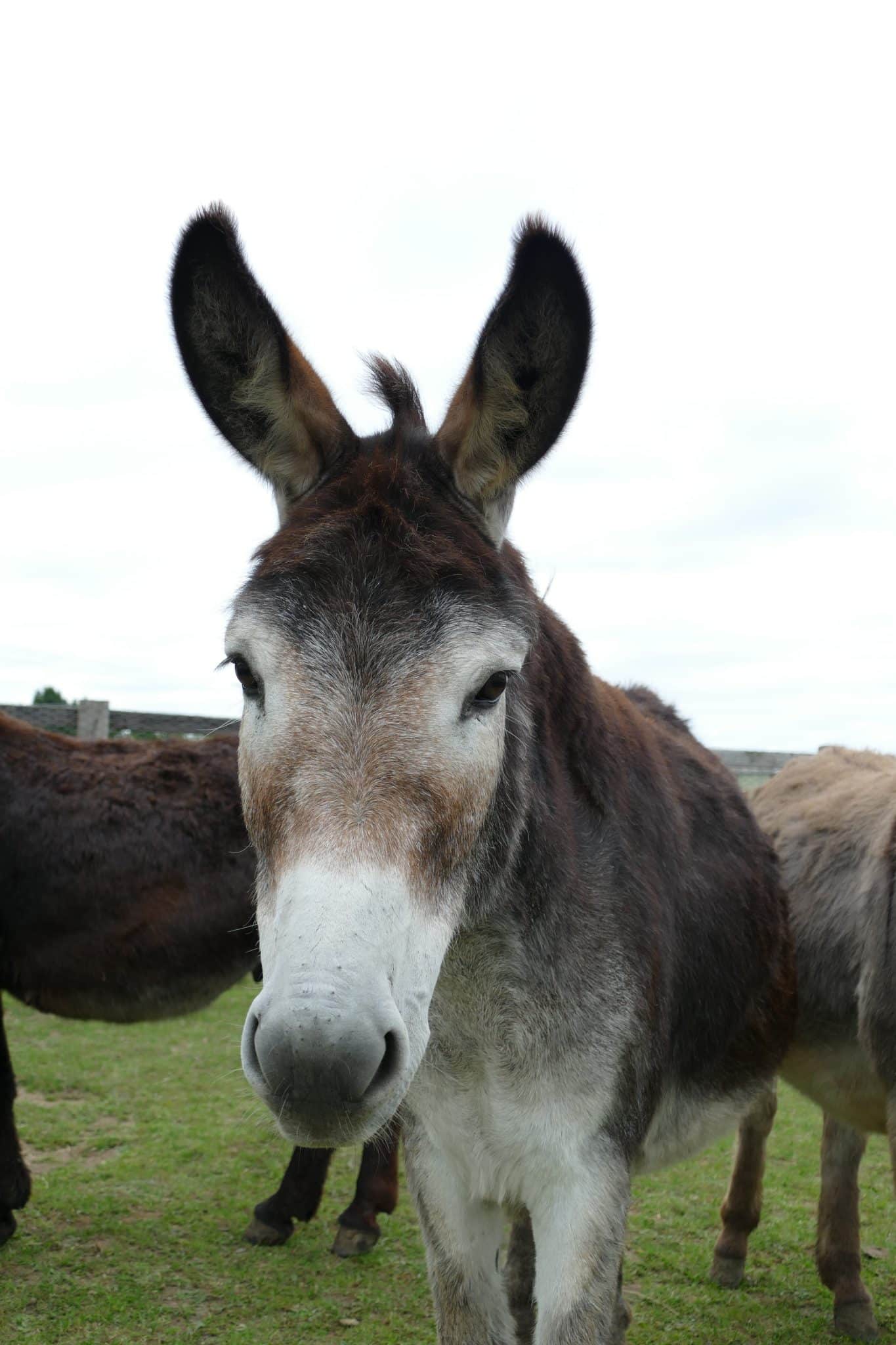 sparky-wonkey-donkey-visitors-centre