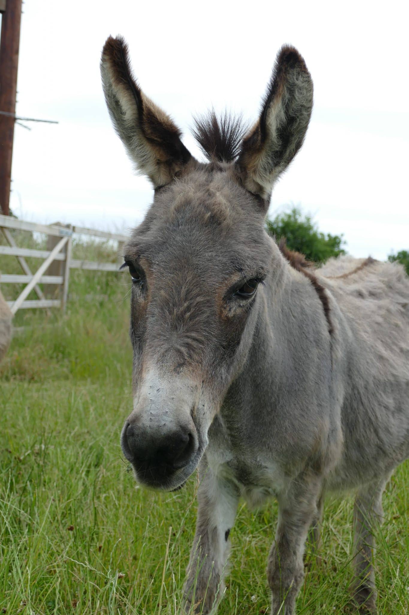 starlight-wonkey-donkey-visitors-centre