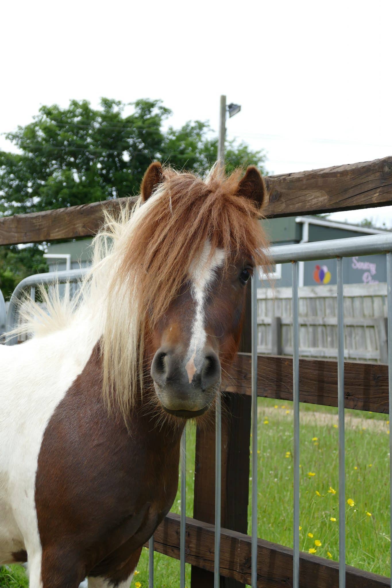 teddy-wonkey-donkey-visitors-centre