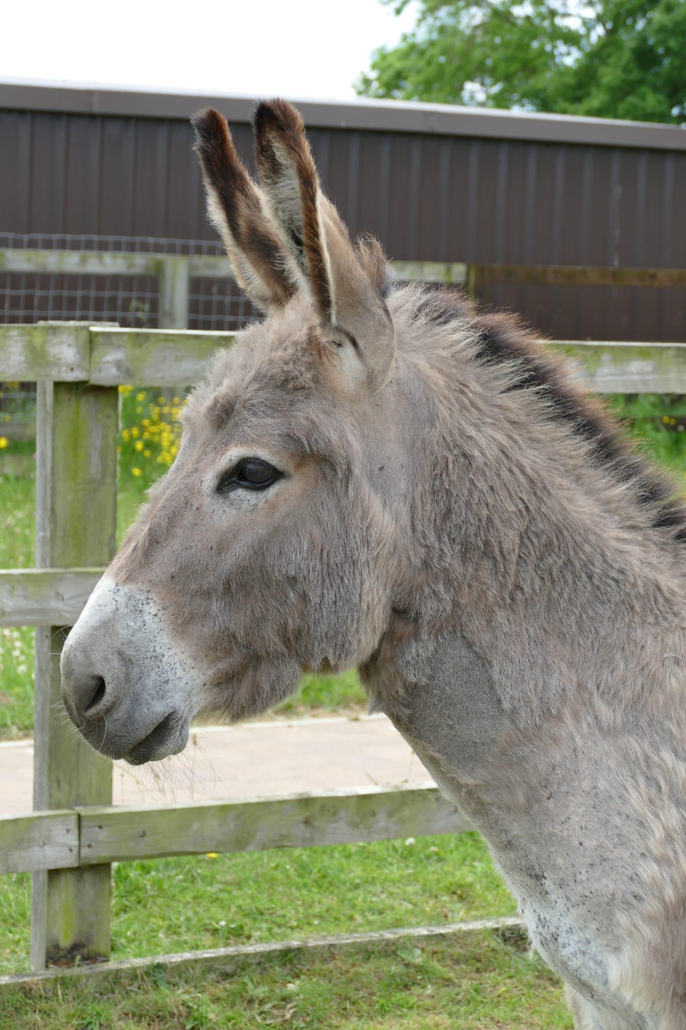 thomas-wonkey-donkey-visitors-centre