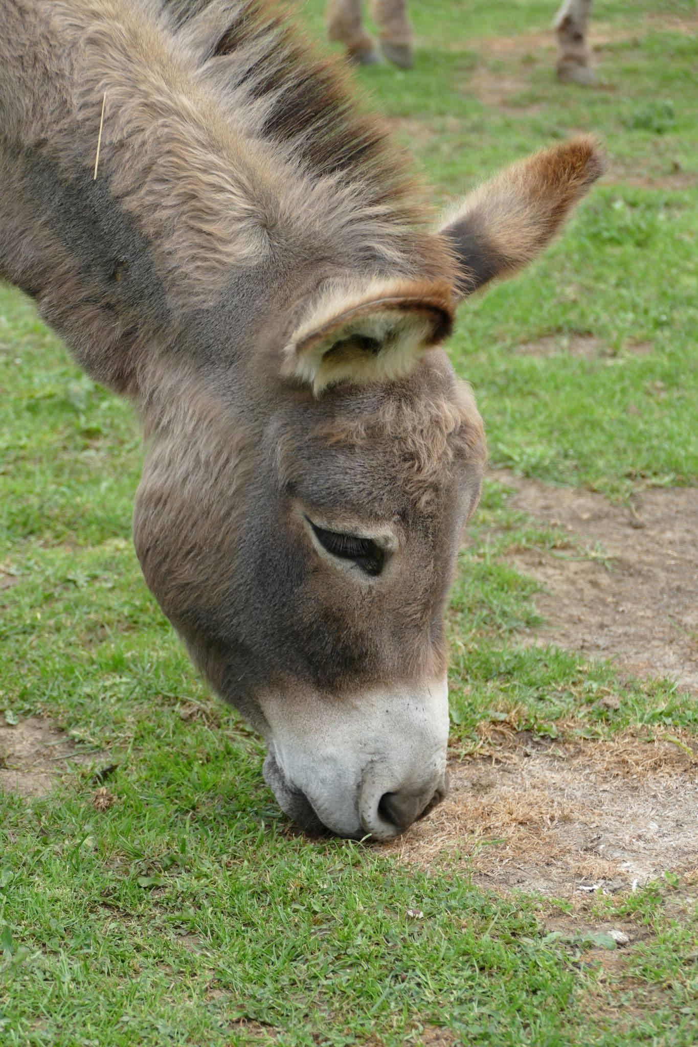 tippi-wonkey-donkey-visitors-centre