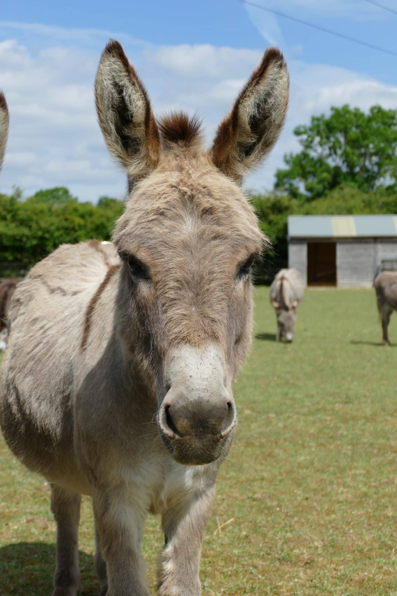 toby-wonkey-donkey-visitors-centre