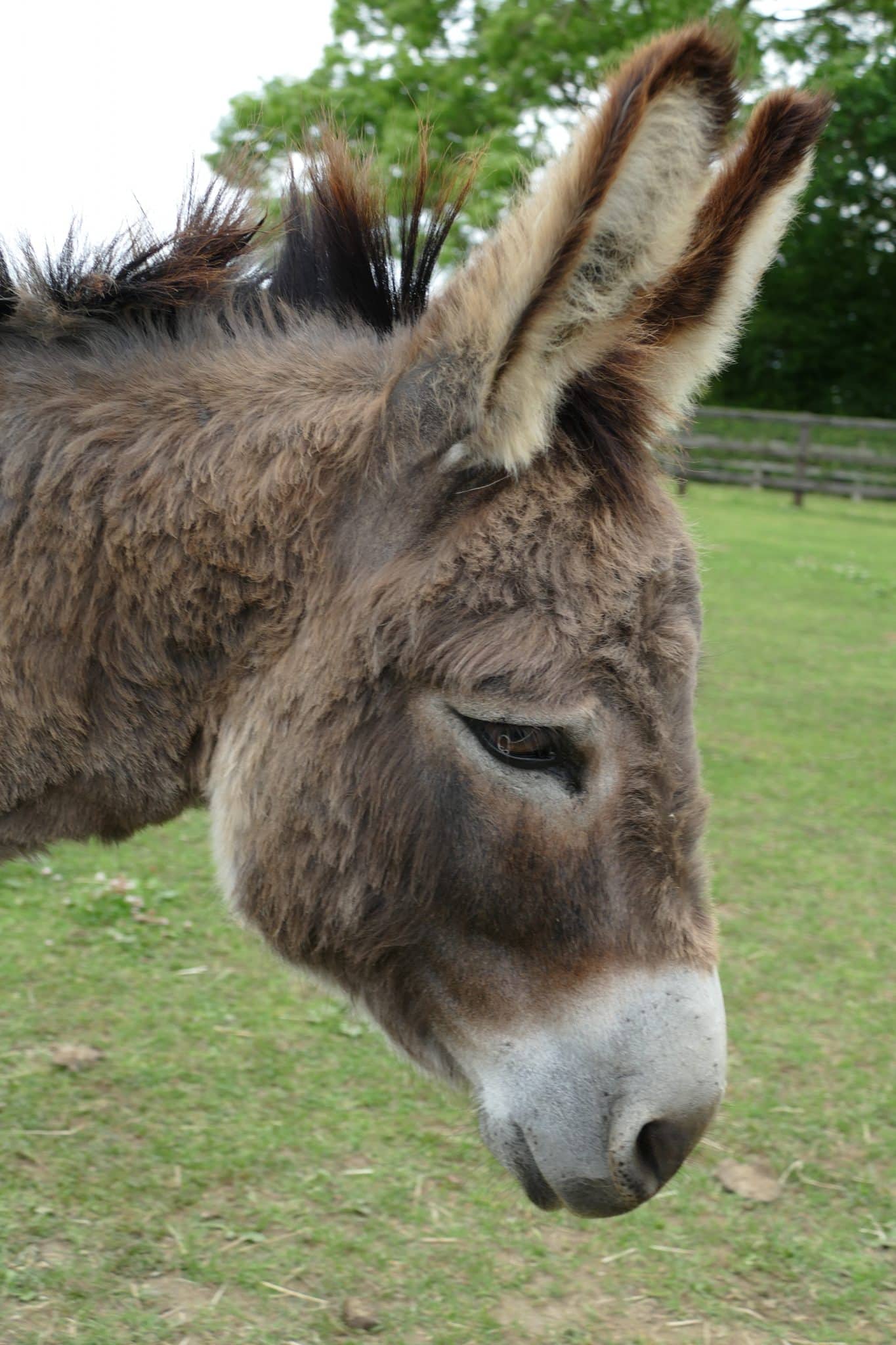 tommy-wonkey-donkey-visitors-centre