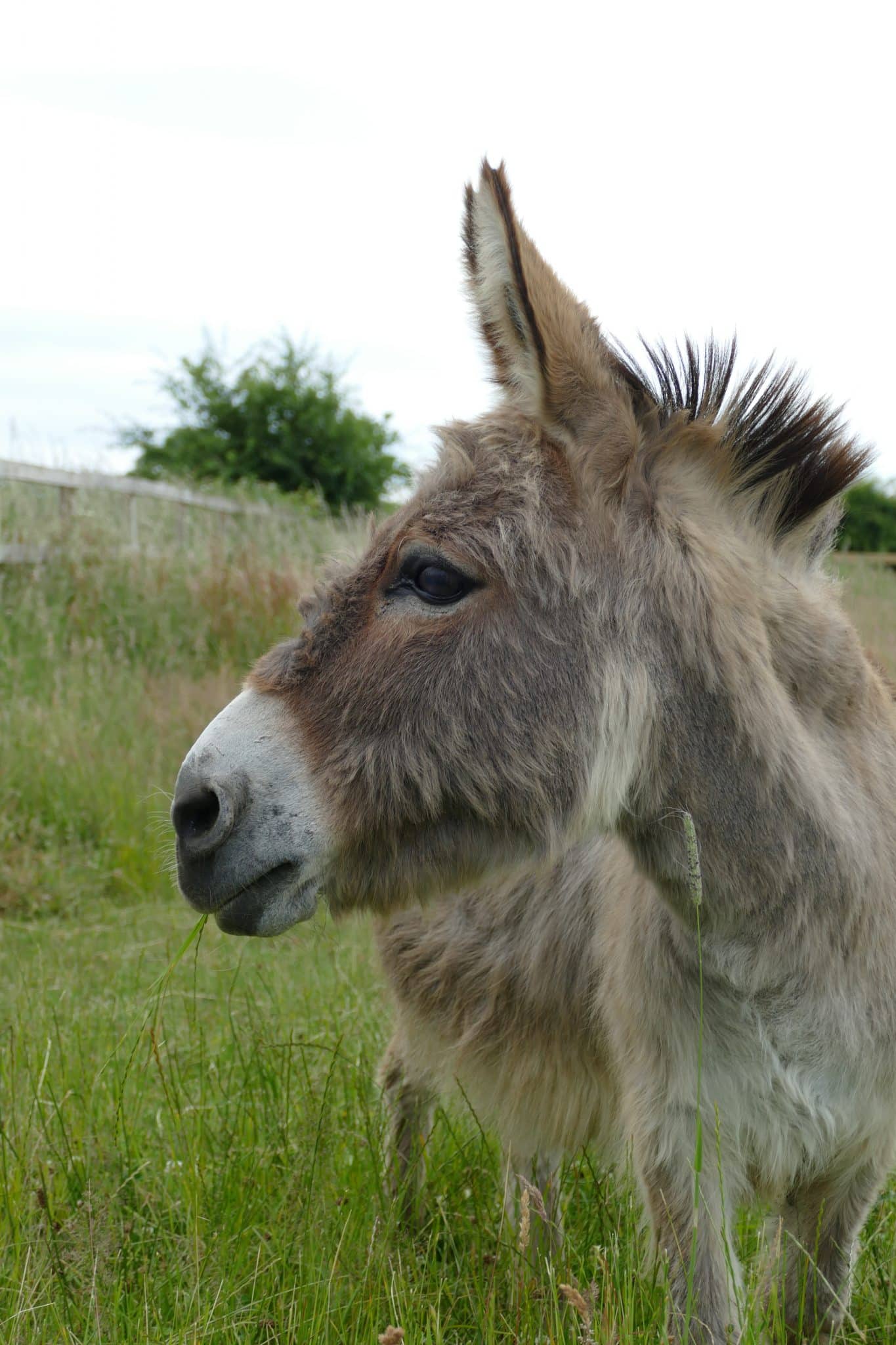 topaz-wonkey-donkey-visitors-centre